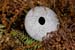 vaas-15-1